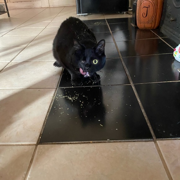 Meet your Posher, Alicia - Picture 3 of 3